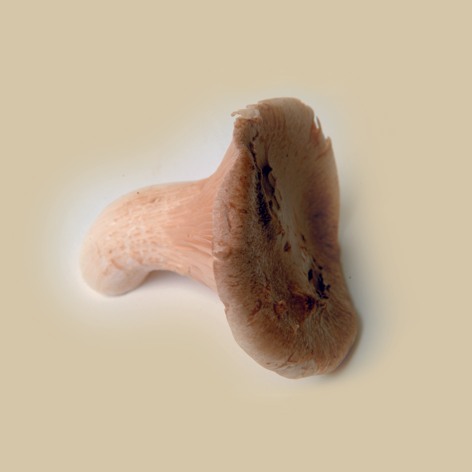 Pleurote eryngii Végépack