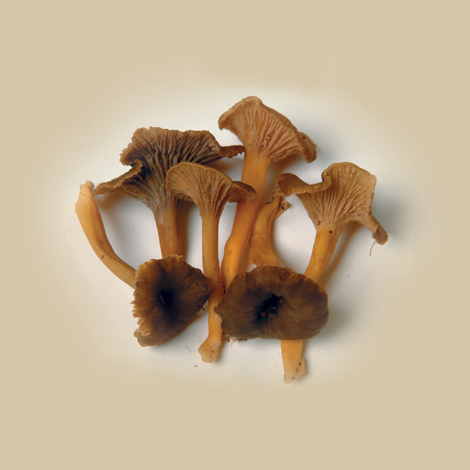 Chanterelles Végépack